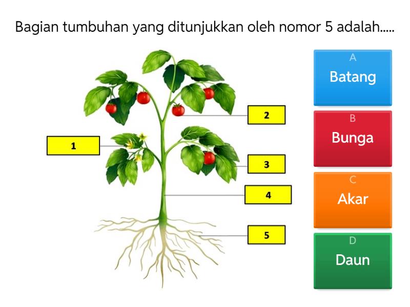 5 Contoh Soal Bagian Tumbuhan dan Fungsinya Kelas 4 yang Wajib Dikuasai di Tahun 2026